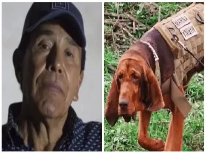 Infamous drug lord rafael caro quintero arrested by Mexico navy dog max | ज्या डॉनच्या शोधात होते 2 देशांचे पोलीस, त्याला एका श्वानाने काही तासांमध्ये पकडलं Infamous drug lord rafael caro quintero arrested by Mexico navy dog max | ज्या डॉनच्या शोधात होते 2 देशांचे पोलीस, त्याला एका श्वानाने काही तासांमध्ये पकडलं