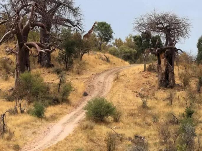 Optical illusion : A tall giraffe is roaming in this forest can you find it | Optical Illusion: या फोटोत लपला आहे एक जिराफ, नजर तीक्ष्ण असेल तर शोधून दाखवा! Optical illusion : A tall giraffe is roaming in this forest can you find it | Optical Illusion: या फोटोत लपला आहे एक जिराफ, नजर तीक्ष्ण असेल तर शोधून दाखवा!