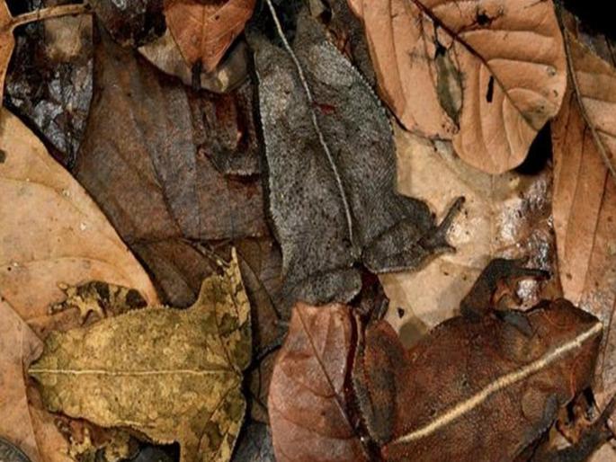 Optical illusion : can you spot three frog in this photo | Optical Illusion: या फोटोत लपले आहेत तीन जीव, समोरच आहेत पण शोधणं नाही सोपं काम!