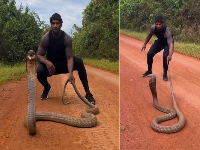 Man try to catch dangerous king cobra attacked watch what happened next | VIDEO : किंग कोब्राला पकडण्याचा प्रयत्न करत होता तरूण आणि त्याने हल्ला केला मग... Man try to catch dangerous king cobra attacked watch what happened next | VIDEO : किंग कोब्राला पकडण्याचा प्रयत्न करत होता तरूण आणि त्याने हल्ला केला मग...