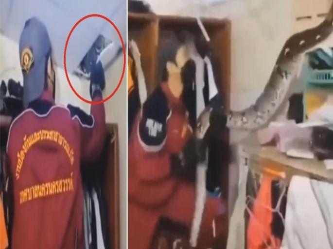 Python on ceiling fallen down and attacked snake rescuer watch video | VIDEO : सीलिंगमधून खाली पडला भलामोठा अजगर, सर्पमित्रावर केला हल्ला आणि मग... Python on ceiling fallen down and attacked snake rescuer watch video | VIDEO : सीलिंगमधून खाली पडला भलामोठा अजगर, सर्पमित्रावर केला हल्ला आणि मग...