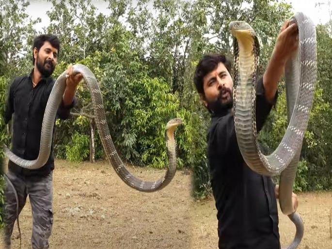 Man was traying to catch King cobra and he attack, people shocking reaction viral | VIDEO : King Cobra सोबत खेळत होता व्यक्ती, अचानक त्याने केला हल्ला आणि मग... Man was traying to catch King cobra and he attack, people shocking reaction viral | VIDEO : King Cobra सोबत खेळत होता व्यक्ती, अचानक त्याने केला हल्ला आणि मग...
