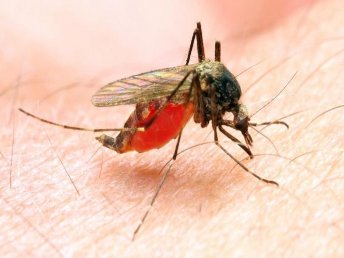 Mosquitoes prevention home remedies know how to use it | डासांमुळे हैराण झाले आहात? या नैसर्गिक उपायांनी मिळवा डासांपासून सुटका... Mosquitoes prevention home remedies know how to use it | डासांमुळे हैराण झाले आहात? या नैसर्गिक उपायांनी मिळवा डासांपासून सुटका...