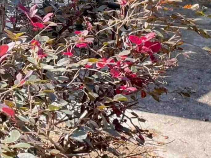 Optical illusion : Can you find hidden snake in 15 in this photo | Optical Illusion: या झाडावर लपला आहे एक मोठा साप, 15 सेकंदात शोधण्याचं चॅलेंज! Optical illusion : Can you find hidden snake in 15 in this photo | Optical Illusion: या झाडावर लपला आहे एक मोठा साप, 15 सेकंदात शोधण्याचं चॅलेंज!