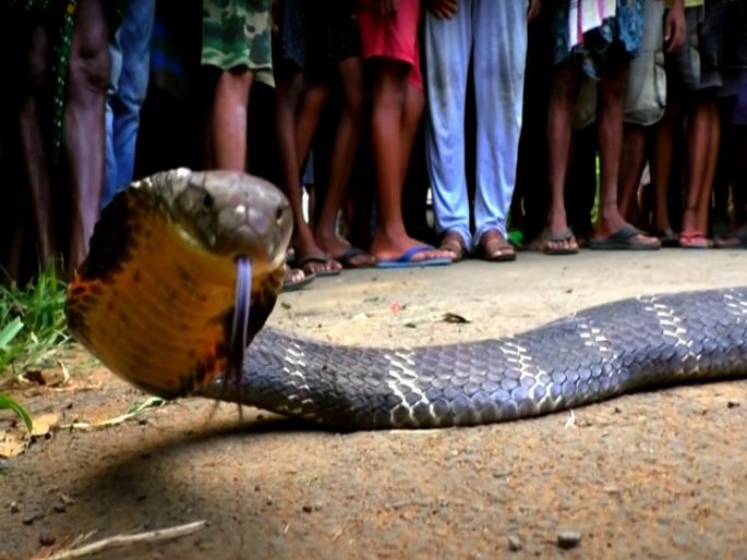King cobra attack Video : World largerst king cobra rescue attack video | किंग कोब्राला पाहून उडाला होता थरकाप, सर्पमित्राने येऊन केलं असं काम; 2 कोटी लोकांनी पाहिला व्हिडीओ King cobra attack Video : World largerst king cobra rescue attack video | किंग कोब्राला पाहून उडाला होता थरकाप, सर्पमित्राने येऊन केलं असं काम; 2 कोटी लोकांनी पाहिला व्हिडीओ