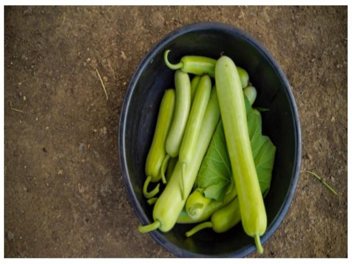 Benefits of bottle gourd peel home remedy, you should know this | दुधी भोपळ्यापेक्षाही फायदेशीर असते त्याची साल, फायदे वाचून व्हाल अवाक्...