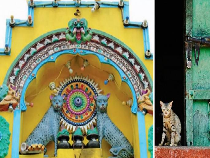 Temple in India where cat is worship for the last 1000 years | भारतातील अनोखं मंदिर जिथे केली जाते मांजरींची पूजा, मानतात देवीचा अवतार Temple in India where cat is worship for the last 1000 years | भारतातील अनोखं मंदिर जिथे केली जाते मांजरींची पूजा, मानतात देवीचा अवतार