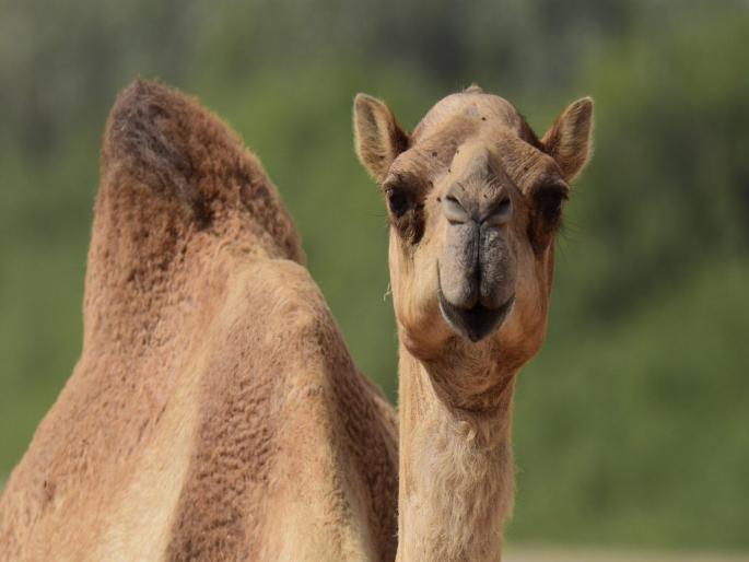 Why camel eats king cobra snake know the secret | उंटाच्या तोंडात का टाकला जातो विषारी किंग कोब्रा? वाचून बसेल धक्का... Why camel eats king cobra snake know the secret | उंटाच्या तोंडात का टाकला जातो विषारी किंग कोब्रा? वाचून बसेल धक्का...