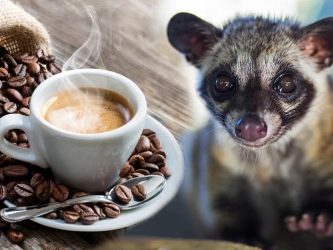 Secret behind worlds most expensive coffee | एका प्राण्याच्या विष्ठेपासून तयार केली जाते कॉफी, तिच आहे जगातली सर्वात महागडी कॉफी! Secret behind worlds most expensive coffee | एका प्राण्याच्या विष्ठेपासून तयार केली जाते कॉफी, तिच आहे जगातली सर्वात महागडी कॉफी!