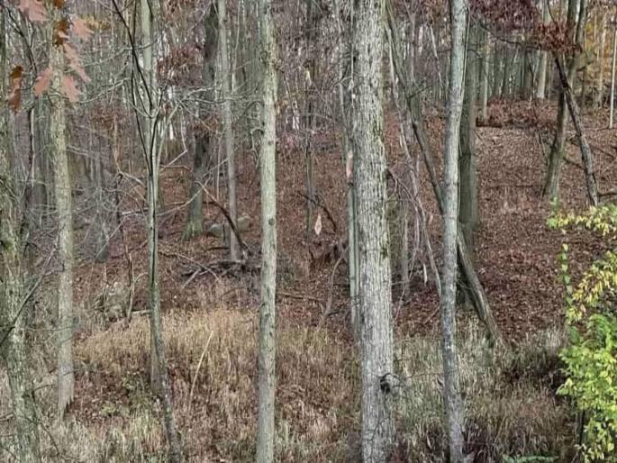 Optical illusion : Can you spot hidden deer inside jungle | Optical Illusion: या जंगलात लपलं आहे हरिण, अनेकजण शोधण्यात झाले फेल; तुम्हीही ट्राय करा Optical illusion : Can you spot hidden deer inside jungle | Optical Illusion: या जंगलात लपलं आहे हरिण, अनेकजण शोधण्यात झाले फेल; तुम्हीही ट्राय करा