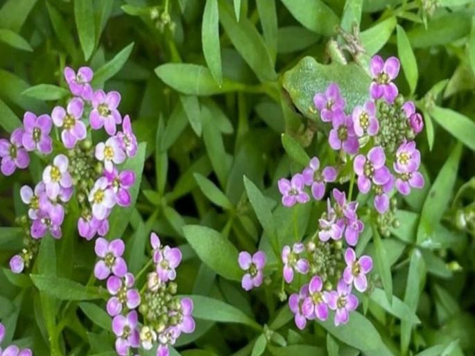 Optical illusion : Challenge of finding a frog sitting on tree | Optical illusion : तुमच्या डोळ्यांसमोरच बसला आहे एक बेडूक, 10 सेकंदात शोधण्याचं आहे चॅलेंज Optical illusion : Challenge of finding a frog sitting on tree | Optical illusion : तुमच्या डोळ्यांसमोरच बसला आहे एक बेडूक, 10 सेकंदात शोधण्याचं आहे चॅलेंज
