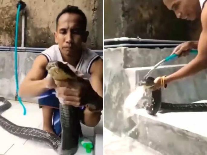 Man bathes king cobra by rubbing it with shampoo watch shocking viral video | खतरनाक! तरूणाने किंग कोब्राची शाम्पूने घासून घासून केली आंघोळ, व्हिडीओ व्हायरल Man bathes king cobra by rubbing it with shampoo watch shocking viral video | खतरनाक! तरूणाने किंग कोब्राची शाम्पूने घासून घासून केली आंघोळ, व्हिडीओ व्हायरल