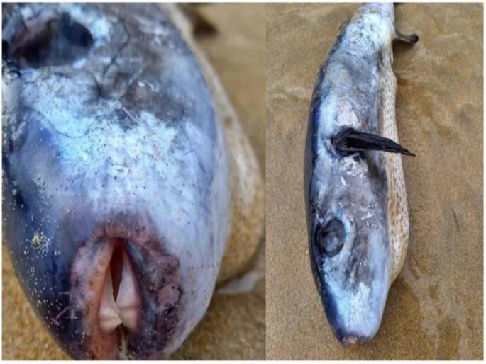 World most dangerous fish 1200 times poisonous than cyanide | हा आहे जगातला सगळ्यात खतरनाक मासा, सायनाइडपेक्षा 1200 पटीने असतो विषारी World most dangerous fish 1200 times poisonous than cyanide | हा आहे जगातला सगळ्यात खतरनाक मासा, सायनाइडपेक्षा 1200 पटीने असतो विषारी
