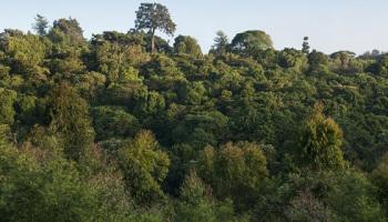 121 hectares of land in Nagpur are free from shrublands | नागपुरातील १२१ हेक्टर जमीन झुडपी जंगलातून मुक्त