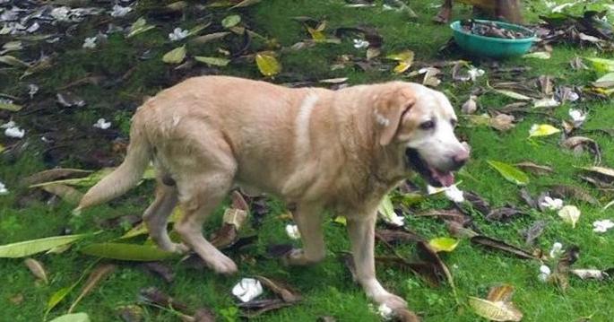 Hardship of the retired dogs: Last chance for answer to animal welfare board | निवृत्त श्वानांची हालअपेष्टा : पशू कल्याण मंडळाला उत्तरासाठी शेवटची संधी Hardship of the retired dogs: Last chance for answer to animal welfare board | निवृत्त श्वानांची हालअपेष्टा : पशू कल्याण मंडळाला उत्तरासाठी शेवटची संधी