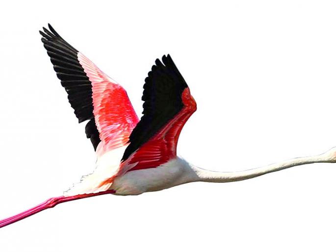 Will migratory birds come this year? | स्थलांतरित पक्षी यंदा येतील का? Will migratory birds come this year? | स्थलांतरित पक्षी यंदा येतील का?