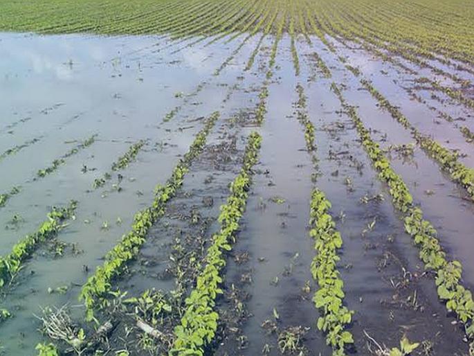 Give the desolate wilderness a helping hand to farmer affected by rain | बळीराजा संकटात, उद्ध्वस्त रानाला द्या मदतीचा जबाबदार हात Give the desolate wilderness a helping hand to farmer affected by rain | बळीराजा संकटात, उद्ध्वस्त रानाला द्या मदतीचा जबाबदार हात