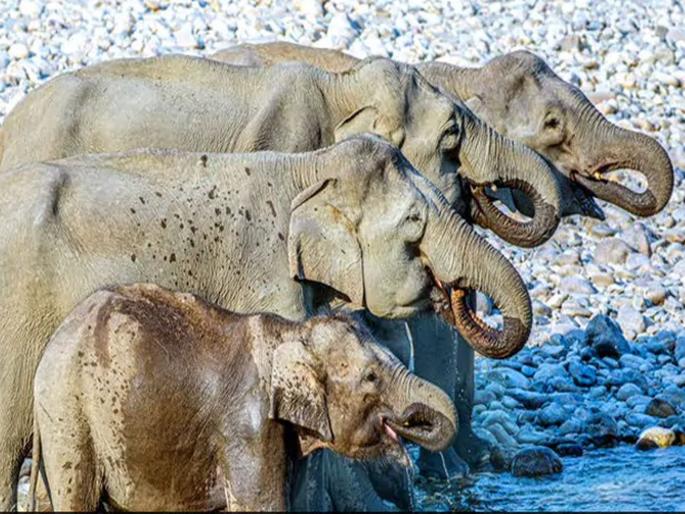 Can you count how many elephant in this video twitter user confused | 'या' व्हिडीओमध्ये हत्तींची संख्या नक्की आहे तरी किती? १५ सेकंदात सांगा, बघा जमतंय का..... Can you count how many elephant in this video twitter user confused | 'या' व्हिडीओमध्ये हत्तींची संख्या नक्की आहे तरी किती? १५ सेकंदात सांगा, बघा जमतंय का.....