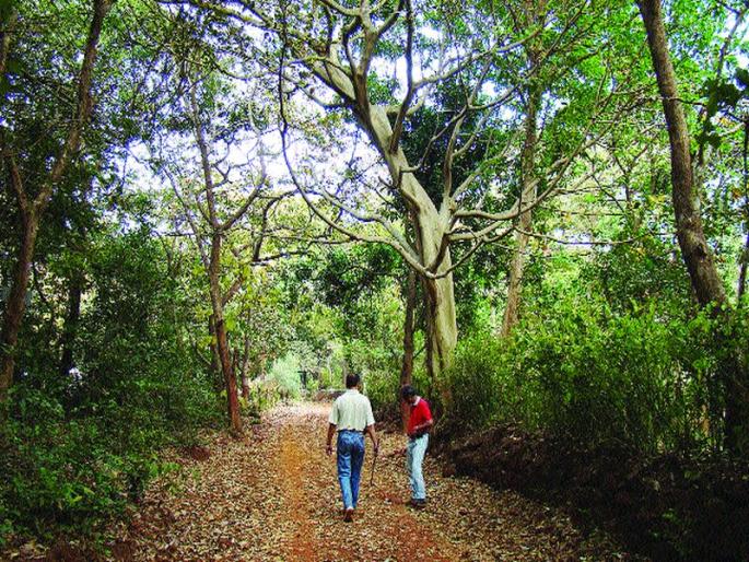 Fansad Wildlife Sanctuary | फणसाड अभयारण्यात पर्यटकांचा ओघ Fansad Wildlife Sanctuary | फणसाड अभयारण्यात पर्यटकांचा ओघ