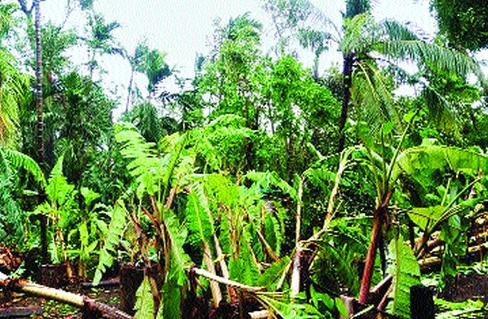 Gardeners lie in the middle of a hurricane outbreak | चक्रीवादळाच्या प्रकोपात बागायतदार आडवे Gardeners lie in the middle of a hurricane outbreak | चक्रीवादळाच्या प्रकोपात बागायतदार आडवे