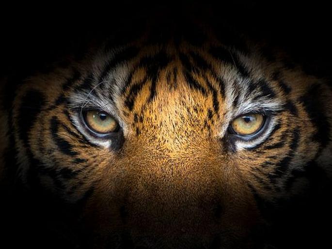 buy more cameras to prevent tiger slaughter, goa forest dept | 'वाघ हत्त्या रोखण्यासाठी वनखाते जास्त कॅमेरे खरेदी करणार' buy more cameras to prevent tiger slaughter, goa forest dept | 'वाघ हत्त्या रोखण्यासाठी वनखाते जास्त कॅमेरे खरेदी करणार'