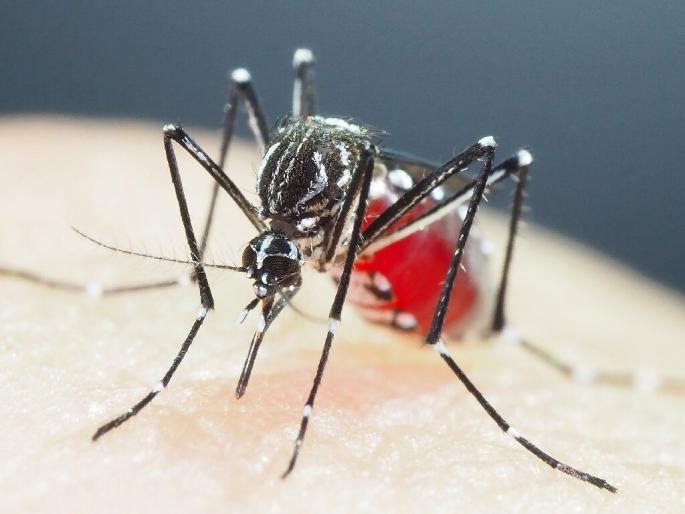 1000 dengue patients in 15 days, HC directed Nagpur municipal corp to take immediate measures | बापरे! १५ दिवसांत १ हजारावर डेंग्यू रुग्ण, तातडीने उपाय करण्याचे हायकोर्टाचे मनपाला निर्देश 1000 dengue patients in 15 days, HC directed Nagpur municipal corp to take immediate measures | बापरे! १५ दिवसांत १ हजारावर डेंग्यू रुग्ण, तातडीने उपाय करण्याचे हायकोर्टाचे मनपाला निर्देश