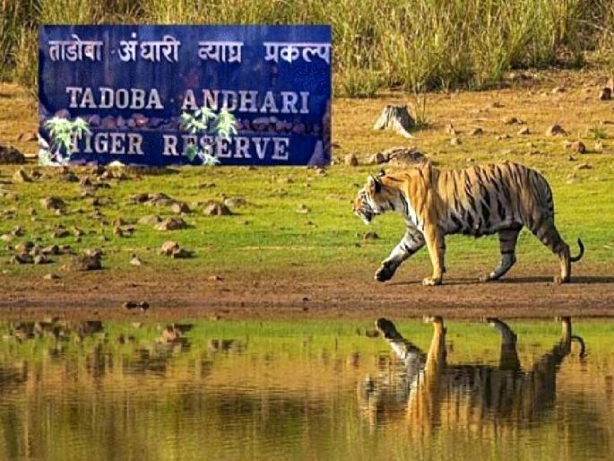 The district court rejected the pre-arrest bail application of the Thakur brothers on 12 crore fraud case of Tadoba safari online booking case | चंद्रपुरातील ठाकूर बंधूंचा अटकपूर्व जामीन अर्ज जिल्हा न्यायालयाने फेटाळला The district court rejected the pre-arrest bail application of the Thakur brothers on 12 crore fraud case of Tadoba safari online booking case | चंद्रपुरातील ठाकूर बंधूंचा अटकपूर्व जामीन अर्ज जिल्हा न्यायालयाने फेटाळला