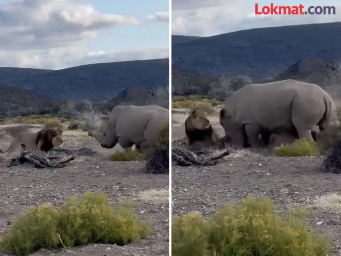 Rhino defeated lion in front of lioness watch viral video | हल्ल्याच्या तयारीत होता जंगलाचा राजा सिंह, गेंड्यानं काही सेकंदात दिला धोबीपछाड...