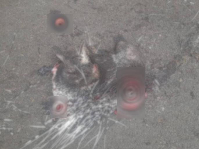 Due to the accident, the forks fell on the road; Death of Salinder, incident at Bnkalgi | अपघातामुळे रस्त्यात पडला काट्यांचा सडा; साळींदरचा मृत्यू, बंकलगी येथील घटना Due to the accident, the forks fell on the road; Death of Salinder, incident at Bnkalgi | अपघातामुळे रस्त्यात पडला काट्यांचा सडा; साळींदरचा मृत्यू, बंकलगी येथील घटना