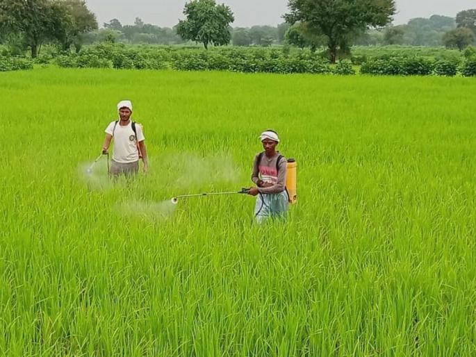 Rice crop in problem in Gadchiroli district | धानपिकावर पुन्हा वाढला रोगाचा प्रादुर्भाव Rice crop in problem in Gadchiroli district | धानपिकावर पुन्हा वाढला रोगाचा प्रादुर्भाव
