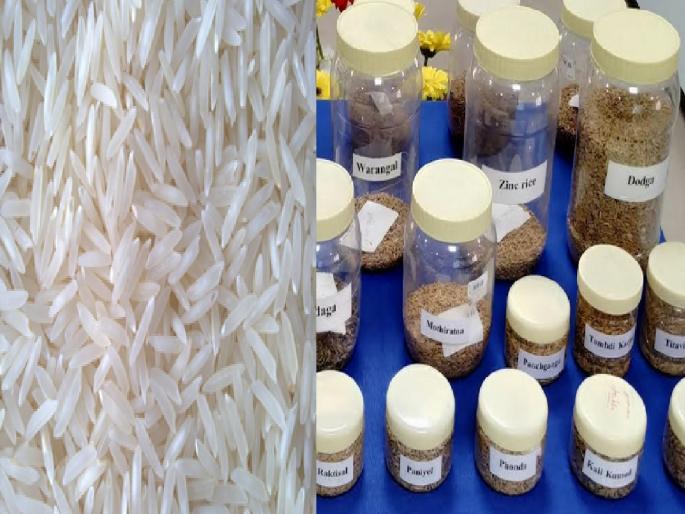 Ajra Ghansal Improved New Varieties of Kala Jirga, Research by Department of Botany Shivaji University | आजरा घनसाळ, काळा जिरगा'चे सुधारित नवे वाण तयार, शिवाजी विद्यापीठाच्या वनस्पतीशास्त्र विभागाचे संशोधन Ajra Ghansal Improved New Varieties of Kala Jirga, Research by Department of Botany Shivaji University | आजरा घनसाळ, काळा जिरगा'चे सुधारित नवे वाण तयार, शिवाजी विद्यापीठाच्या वनस्पतीशास्त्र विभागाचे संशोधन