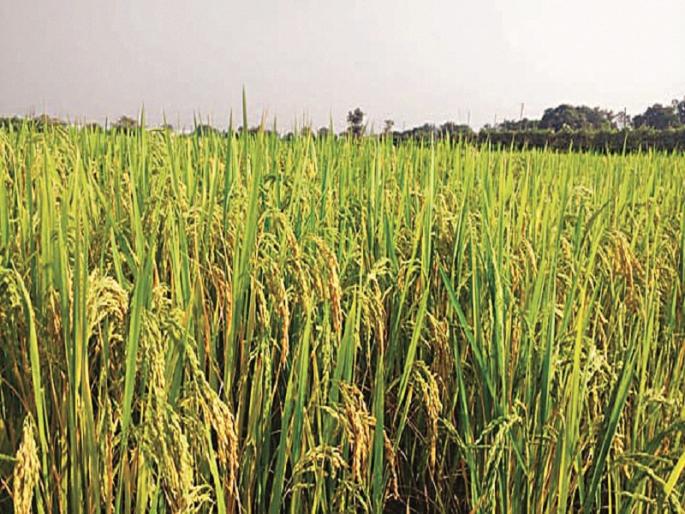 The golden day will bring 'black rice' to the black soil of Vidarbha | विदर्भाच्या काळ्या मातीत ‘ब्लॅक राईस’ आणणार सोनेरी दिवस 