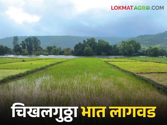In Shirala, paddy cultivation on 150 hectares using this method | शिराळ्यात दीडशे हेक्टरवर चिखलगुठ्ठा पद्धतीने भातशेती.. काय आहे हि पद्धत