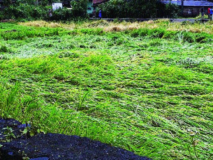 Farmers hiking: Crop rice rises, demand of citizens to panch in Mahad taluka | शेतकरी हवालदिल : पावसाचा भात पिकाला फटका , महाड तालुक्यात पंचनामे करण्याची नागरिकांची मागणी Farmers hiking: Crop rice rises, demand of citizens to panch in Mahad taluka | शेतकरी हवालदिल : पावसाचा भात पिकाला फटका , महाड तालुक्यात पंचनामे करण्याची नागरिकांची मागणी