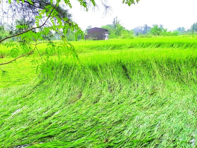 Rain-fed paddy crop in Pen taluka; Farmers worried | पेण तालुक्यात पावसाने भाताचे पीक जमीनदोस्त; शेतकरी चिंतेत Rain-fed paddy crop in Pen taluka; Farmers worried | पेण तालुक्यात पावसाने भाताचे पीक जमीनदोस्त; शेतकरी चिंतेत