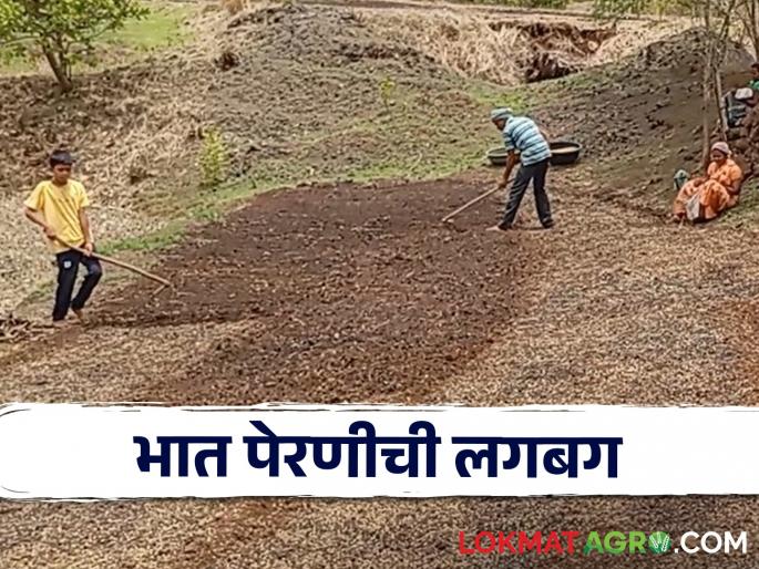 Latest News How is paddy sowing done in tribal belt of Nashik district see details | Rice Cultivation : नाशिकच्या आदिवासी पट्ट्यात भात पेरणीला वेग, पेरणी नेमकी कशी केली जाते? Latest News How is paddy sowing done in tribal belt of Nashik district see details | Rice Cultivation : नाशिकच्या आदिवासी पट्ट्यात भात पेरणीला वेग, पेरणी नेमकी कशी केली जाते?