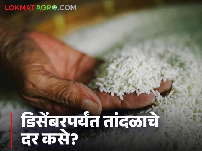 Latest news Tandul Market see current rice prices, how will they be in December Read in detail | Tandul Market : सध्या तांदळाचे दर काय आहेत, डिसेंबरमध्ये कसे राहतील? वाचा सविस्तर 