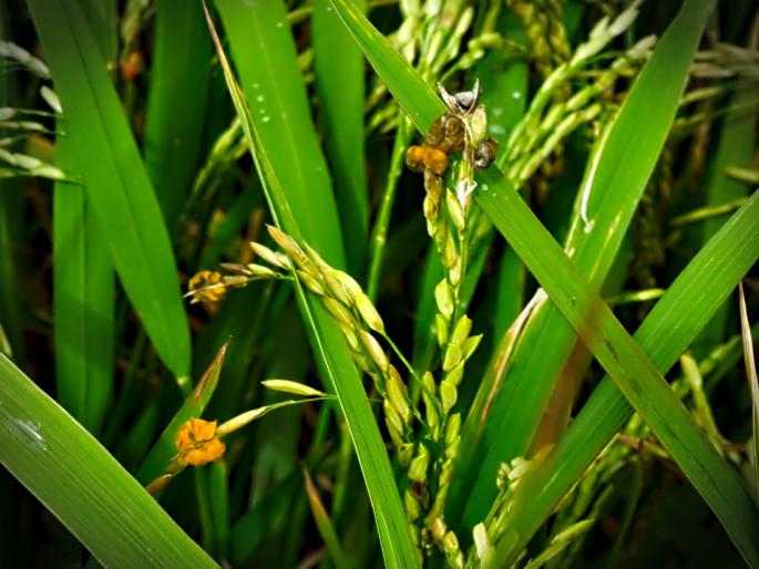 Protection of rice crop from pests and diseases | भात पिकाचे कीड व रोगांपासून संरक्षण Protection of rice crop from pests and diseases | भात पिकाचे कीड व रोगांपासून संरक्षण