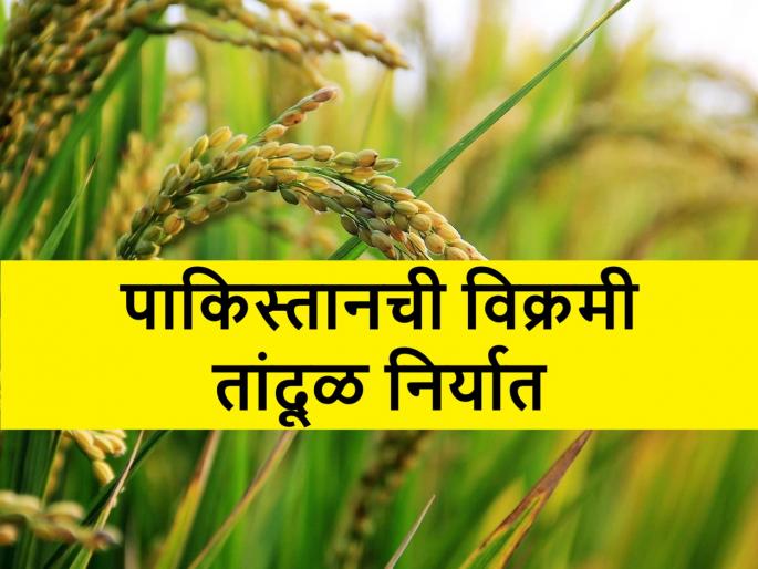 Pakistan's rice export crossed record high after India bans rice export | भारतीय निर्यातबंदीमुळे पाकिस्तानची चांदीच चांदी; तांदळाला सर्वाधिक भाव Pakistan's rice export crossed record high after India bans rice export | भारतीय निर्यातबंदीमुळे पाकिस्तानची चांदीच चांदी; तांदळाला सर्वाधिक भाव