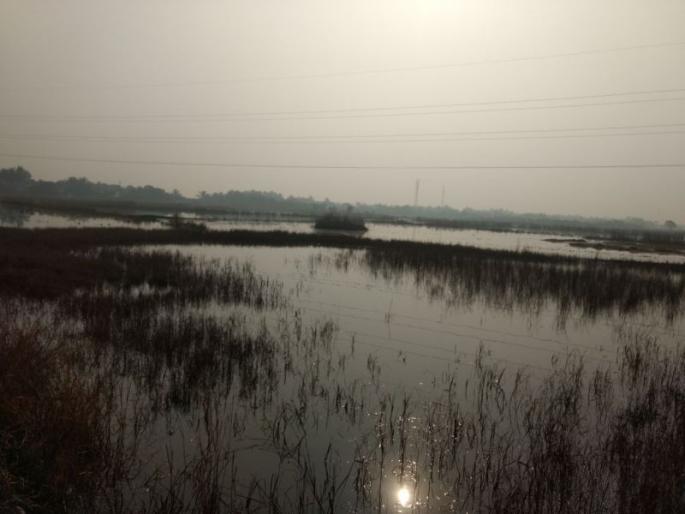 Protected Bondage Phadee Marine Emptying Shedding Land in Shahapur Village Paddy Land | संरक्षक बंधारे फाेडून सागरी उधाणाचे खारेपाणी घूसले माेठे शहापूर गावच्या भातशेती जमिनीत Protected Bondage Phadee Marine Emptying Shedding Land in Shahapur Village Paddy Land | संरक्षक बंधारे फाेडून सागरी उधाणाचे खारेपाणी घूसले माेठे शहापूर गावच्या भातशेती जमिनीत