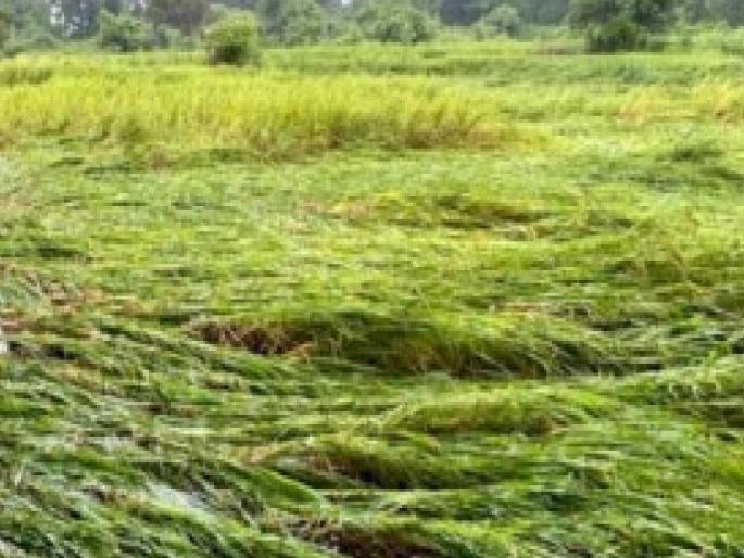 Return rains affect rice sorghum vegetable crops Farmers in Ratnagiri suffer huge losses | परतीच्या पावसाने भात, नागली, भाजीपाला पिके बाधित; रत्नागिरीतील शेतकऱ्यांचे मोठे नुकसान