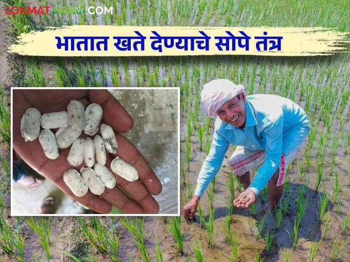 This is a simple technique of fertilizer application in rice crop, read in detail | भात पिकात खतं देण्याचं हे आहे सोपे तंत्र वाचा सविस्तर
