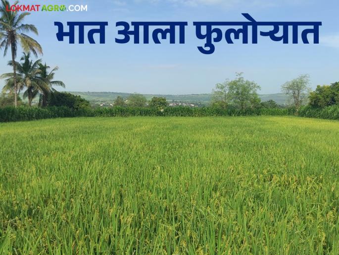 As the paddy crop in flowering this season production is expected to increase | भात पीक फुलोऱ्यात यंदा उत्पादनात वाढीची अपेक्षा As the paddy crop in flowering this season production is expected to increase | भात पीक फुलोऱ्यात यंदा उत्पादनात वाढीची अपेक्षा