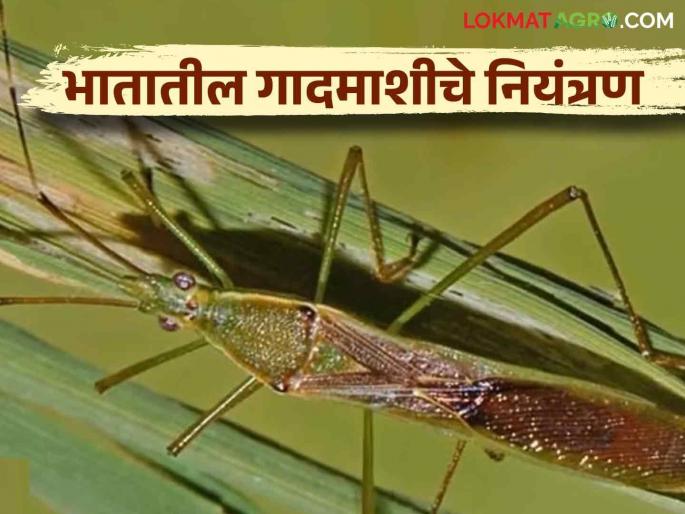 Bhat Gadmashi : Identification and control of Gundhi bugs pest in rice crop | Bhat Gadmashi : भात पिकातील गादमाशीची ओळख व नियंत्रण Bhat Gadmashi : Identification and control of Gundhi bugs pest in rice crop | Bhat Gadmashi : भात पिकातील गादमाशीची ओळख व नियंत्रण