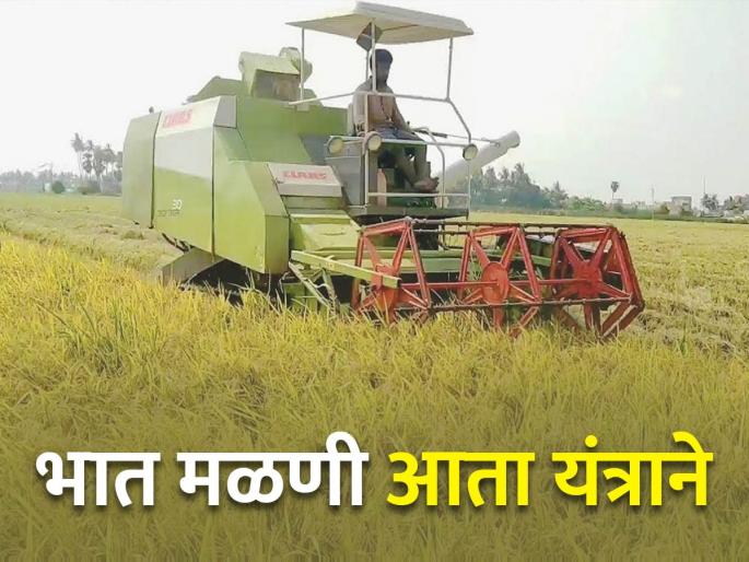 Modern technology is being used for rice harvesting and threshing | भात मळणीसाठी होतोय आधुनिक तंत्रज्ञानाचा वापर Modern technology is being used for rice harvesting and threshing | भात मळणीसाठी होतोय आधुनिक तंत्रज्ञानाचा वापर