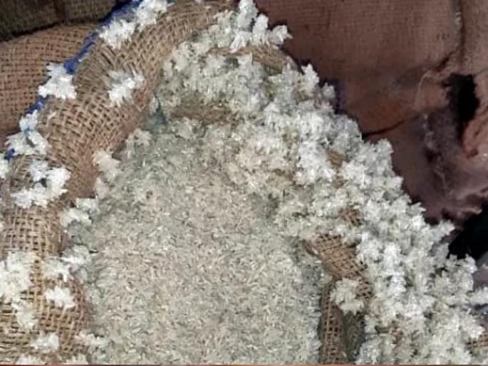 how did the rice rot we are investigating information of inspector ramkrishna salgaonkar | तांदूळ कसा सडला? आम्ही चौकशी करतोय; निरीक्षक रामकृष्ण साळगावकर यांची माहिती how did the rice rot we are investigating information of inspector ramkrishna salgaonkar | तांदूळ कसा सडला? आम्ही चौकशी करतोय; निरीक्षक रामकृष्ण साळगावकर यांची माहिती