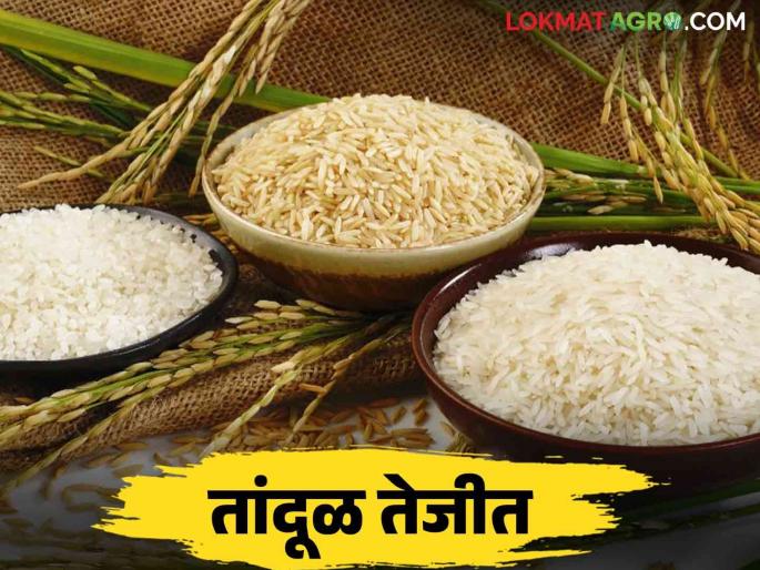 Tandul Bajar Bhav : Export restrictions on rice eased, rates hiked.. Read more | Tandul Bajar Bhav : तांदळावरील निर्यात निर्बंध शिथिल दर वाढले.. वाचा सविस्तर Tandul Bajar Bhav : Export restrictions on rice eased, rates hiked.. Read more | Tandul Bajar Bhav : तांदळावरील निर्यात निर्बंध शिथिल दर वाढले.. वाचा सविस्तर