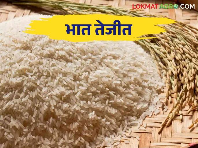 Rice Market: The arrival of paddy is less and the highest price is being fetched | Rice Market : भाताची आवक झाली कमी मिळतोय सर्वाधिक भाव
