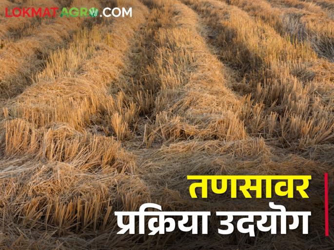 Latest News Financial benefit to farmers if processing industry starts on rice paddy | वर्षाला 34 लाख मेट्रिक टन तणसाचे उत्पादन, मात्र शेतकऱ्यांच्या हितासाठी प्रक्रिया उद्योग गरजेचा Latest News Financial benefit to farmers if processing industry starts on rice paddy | वर्षाला 34 लाख मेट्रिक टन तणसाचे उत्पादन, मात्र शेतकऱ्यांच्या हितासाठी प्रक्रिया उद्योग गरजेचा