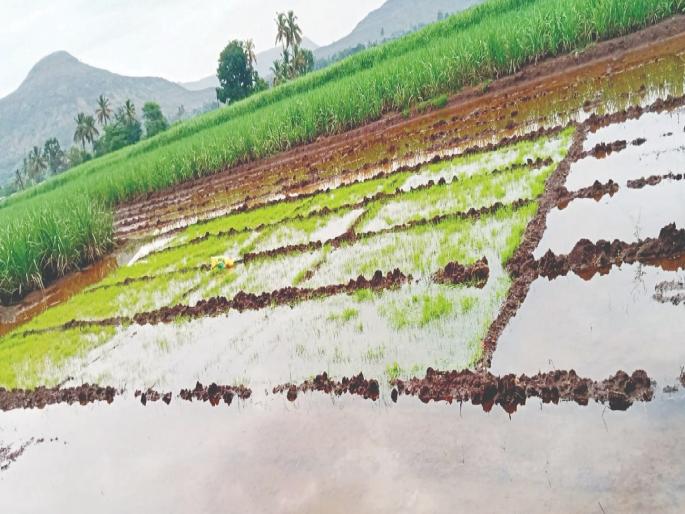 Damage to rice plants due to incessant rains, picture from Koparde Haveli area satara | Satara: सततच्या पावसामुळे भाताच्या रोपांचे नुकसान, कोपर्डे हवेली परिसरातील चित्र  Damage to rice plants due to incessant rains, picture from Koparde Haveli area satara | Satara: सततच्या पावसामुळे भाताच्या रोपांचे नुकसान, कोपर्डे हवेली परिसरातील चित्र